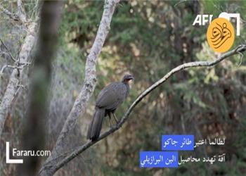 گرانترین قهوه جهان از فضله قرقاول