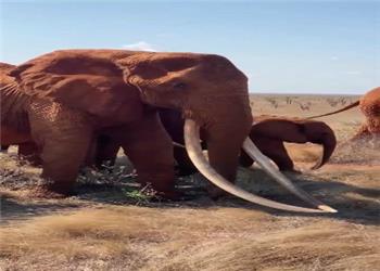 «عاج فیل» عامل نابودی فیل ها