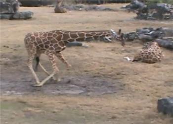 یک زرافه بالغ تنها بین 5 تا 30 دقیقه در شبانه روز میخوابه!