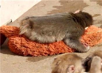 شهرت جهانی بچه میمون و مادر عروسکی اش/ ویدئو