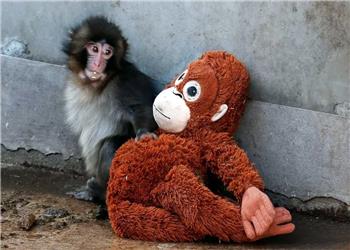 چگونه ویدئوی یک میمون فضای مجازی ایرانیها را فتح کرد؟